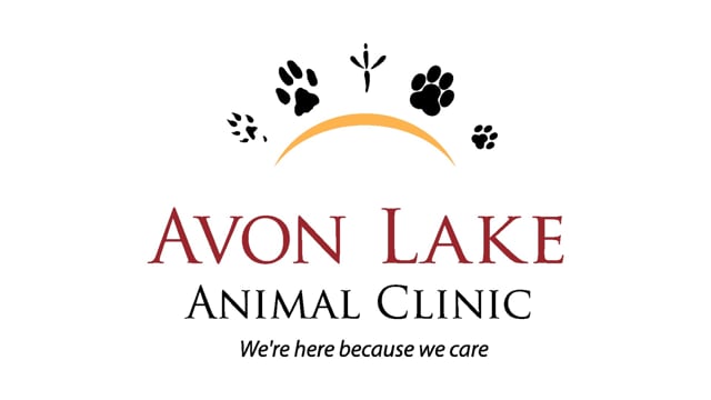 Thumbnail of video Avon Lake Business Spotlight: Avon Lake Animal Clinic