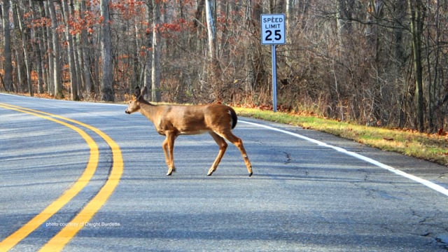 Thumbnail of video Deer Season Driving Tips: ALPD PSA