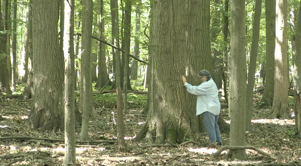 Thumbnail of video Environmentally Speaking: Forest Bathing